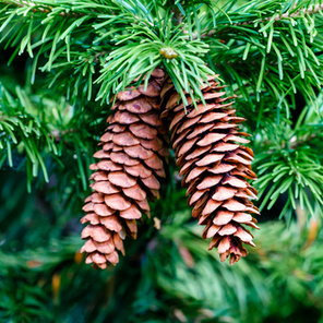 Joyeuses Fêtes de Noël 